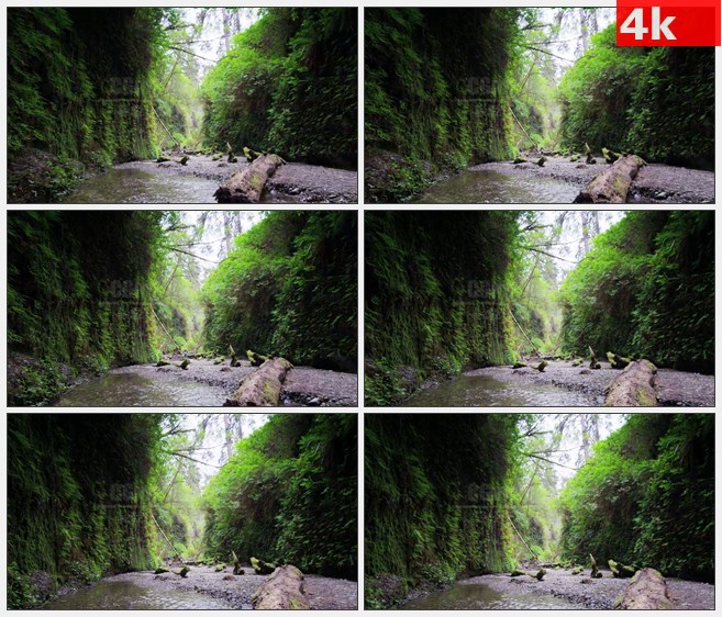 4K1515幽静峡谷流水溪流树木树干高清实拍视频素材