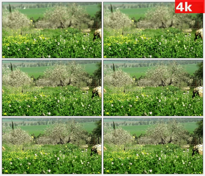 4K1521油菜花小野花灌木草地高清实拍视频素材