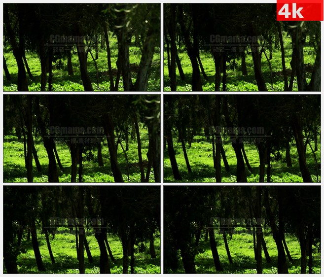 4K1527原生态绿色森林高清实拍视频素材