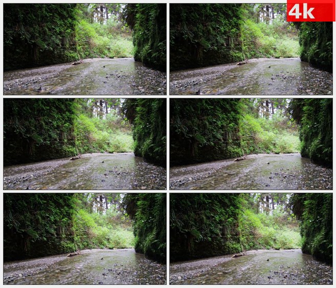 4K1528原生态峡谷溪流蕨类植物自然美景高清实拍视频素材