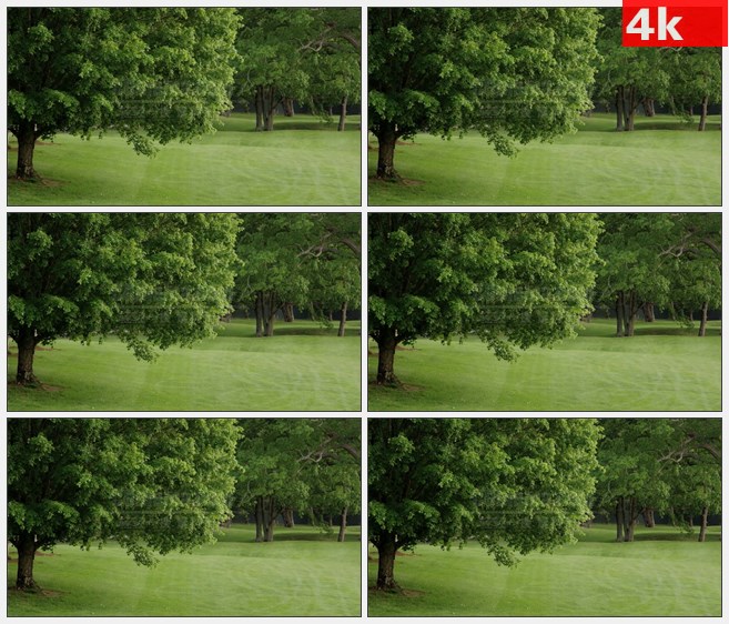 4K1550自然草场草地大树田园高清实拍视频素材