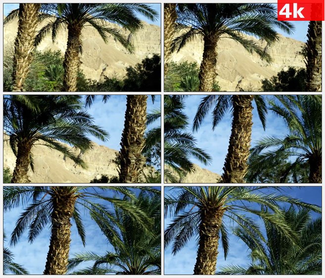 4K1554棕榈树高山山岗自然美景高清实拍视频素材