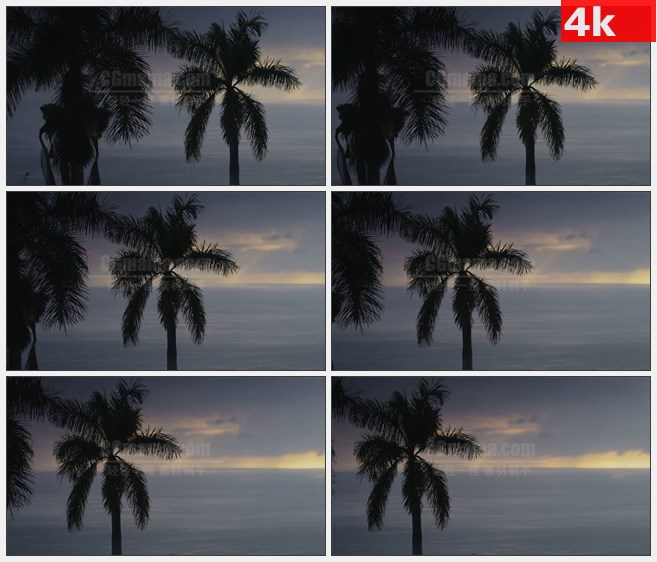 4K1555棕榈树海洋日落高清实拍视频素材