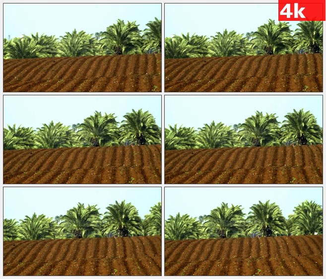 4K1557棕榈树林土地土丘高清实拍视频素材