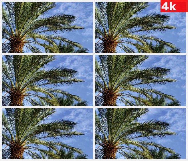 4K1558棕榈树树叶树冠微风中摇曳蓝色天空高清实拍视频素材