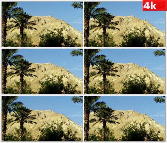 4K1559棕榈树微风山岗荒山高山高清实拍视频素材
