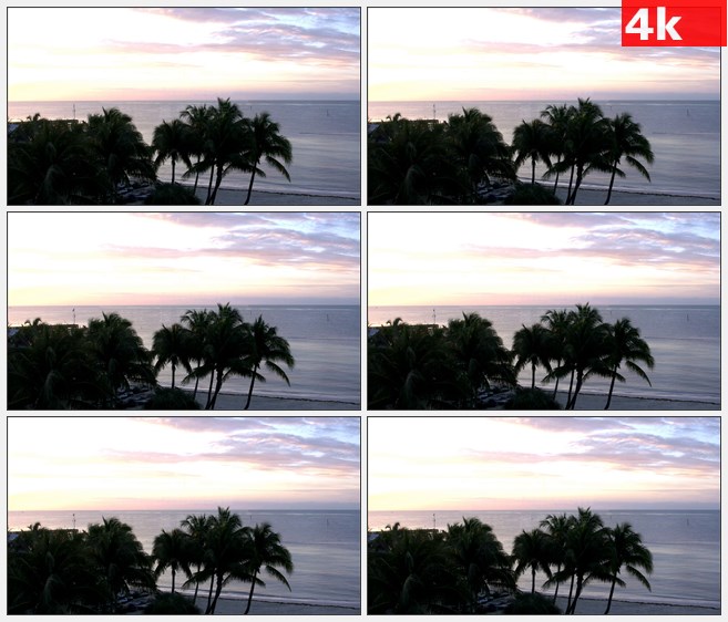 4K1561棕榈树韦斯特日落海边高清实拍视频素材