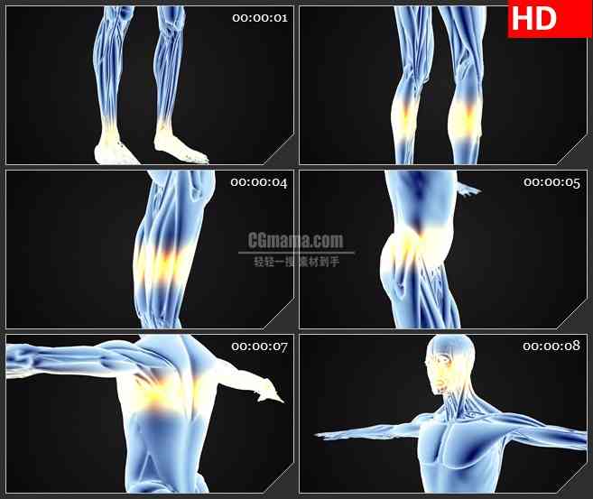 BG0851-三维人体结构肌肉骨骼高清动画视频素材