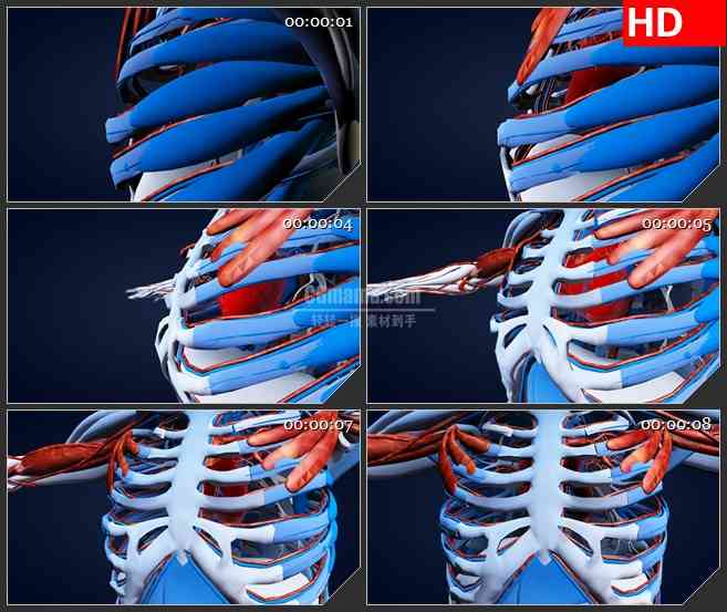 BG0854-人体骨骼肌肉胸腔心脏跳动三维模型高清动画视频素材