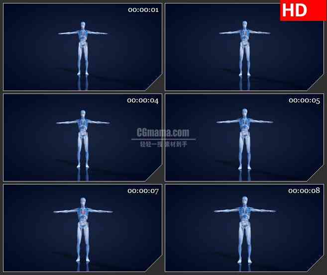 BG0875-三维解剖人体模型和红色跳动心脏高清动画视频素材