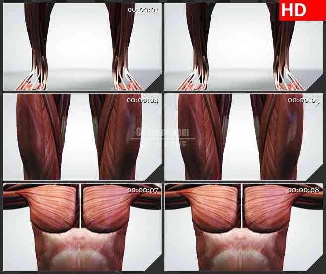BG0914-三维人体前面模型肌肉高清视频动画素材