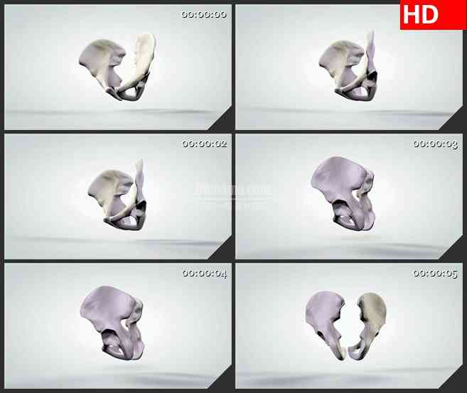 BG0929-3D模型人体骨盆解剖三维动画高清视频素材