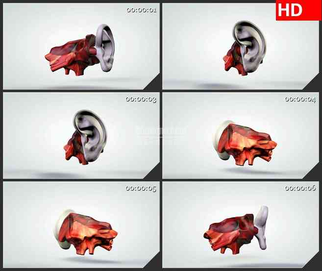 BG1026-三维动画模型人耳蜗耳朵听觉系统生物医疗高清视频素材