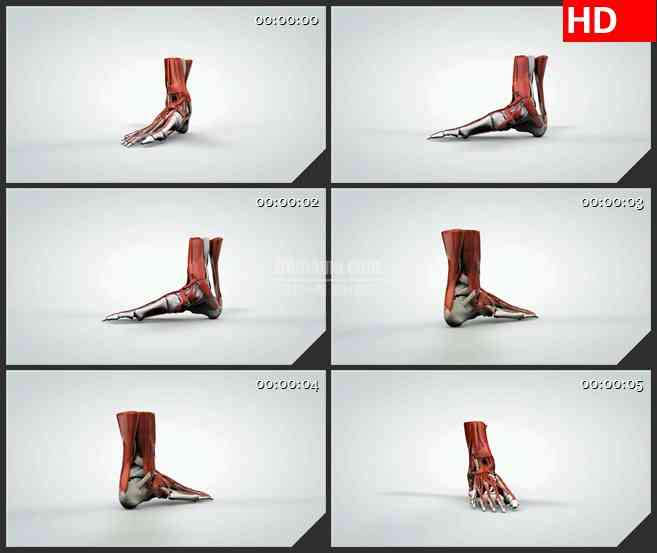 BG1042-三维旋转模型内部人的脚和脚踝肌肉生物医疗高清视频素材