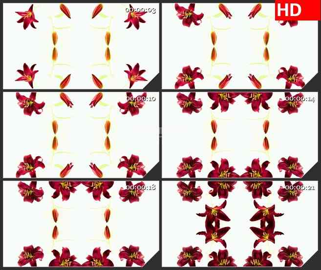 BG1091-红色百合花绽放万花筒白色背景LED高清视频背景素材