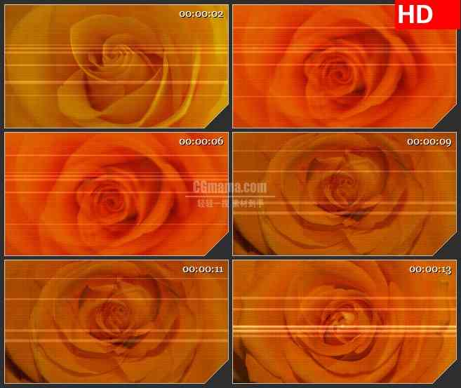 BG1128-橙红色玫瑰花背景方格纹理动态LED高清视频背景素材