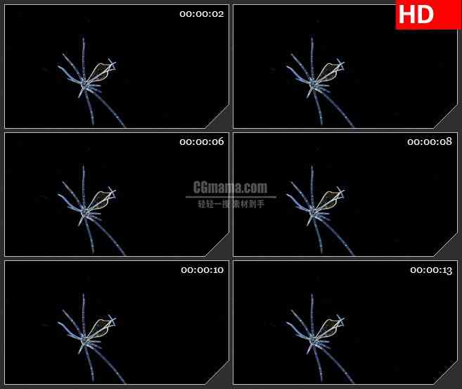 BG1216-透明病毒感染三维动画三维动画高清视频素材