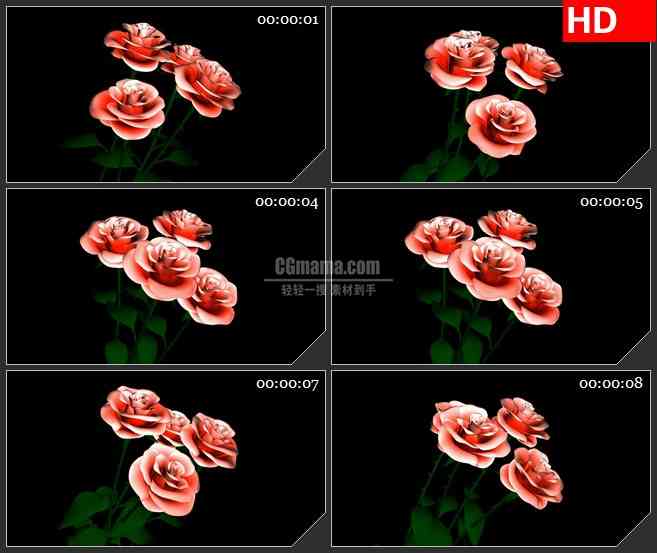 BG1953旋转的玫瑰花朵高清合成透明特效视频素材