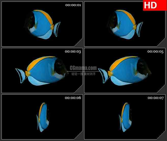 BG2451蓝色鱼旋转高清led大屏视频背景素材