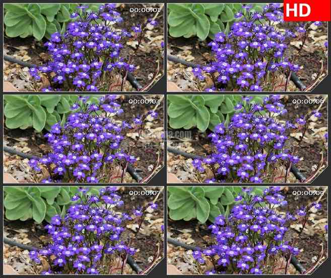 BG2546紫色的花风中摆动高清led大屏视频背景素材