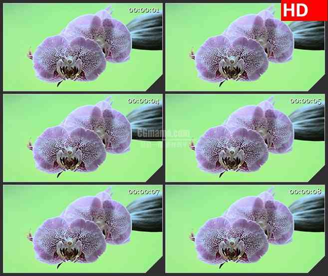 BG2609粉红的花朵紫色放大镜头高清led大屏视频背景素材