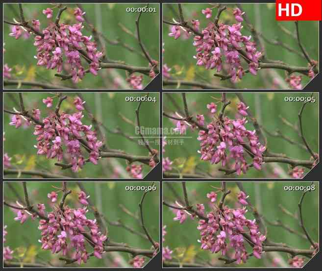 BG2610粉红花朵树枝风中摇动高清led大屏视频背景素材