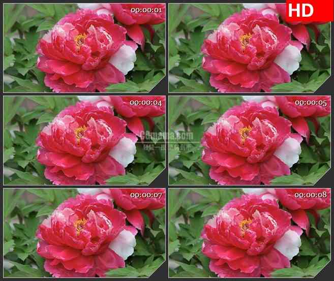 BG2612粉红色大花朵绿叶盛开高清led大屏视频背景素材