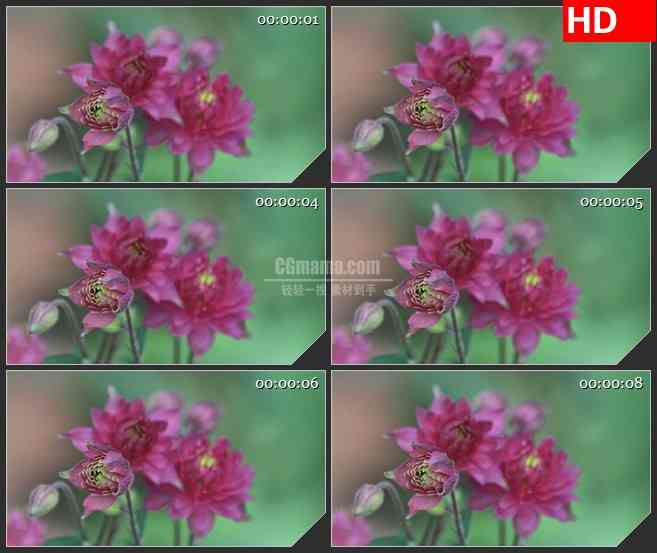 BG2616粉红色花朵盛开风中摇动高清led大屏视频背景素材