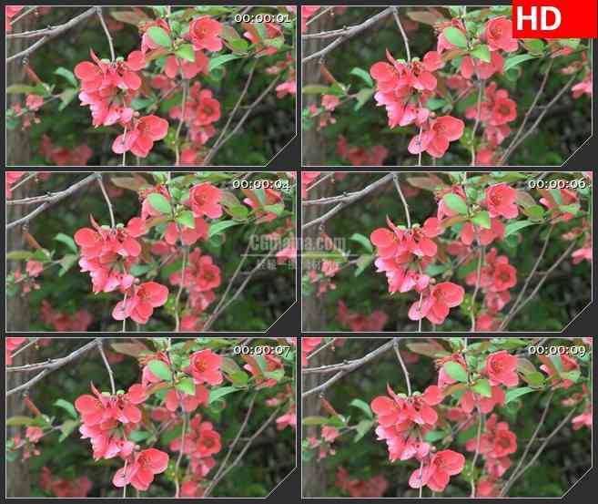 BG2617粉红色花朵盛开摇动高清led大屏视频背景素材