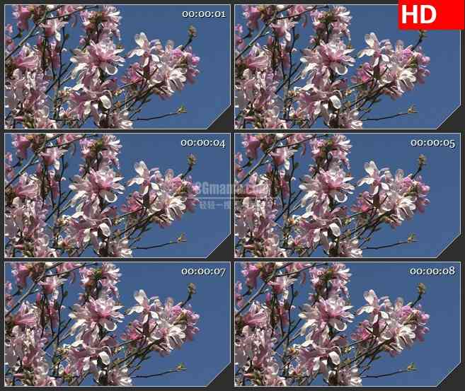 BG2619粉红色兰花花朵盛开风中摇曳高清led大屏视频背景素材