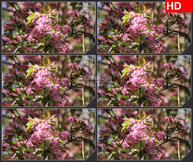 BG2620粉红色盛开花朵枝叶风中摇动高清led大屏视频背景素材