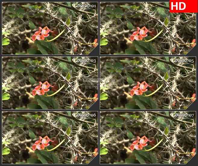 BG2647红花绿叶叶冠荆棘高清led大屏视频背景素材