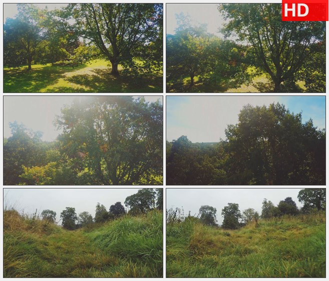 ZY1269参天大树穿过树丛草地天空草地自然美景高清实拍视频素材