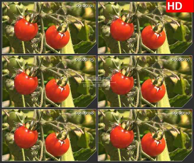 BG2653红色成熟西红柿绿叶高清led大屏视频背景素材
