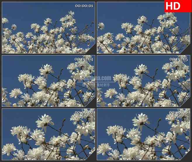 BG2698开放白色花的树放大镜头高清led大屏视频背景素材