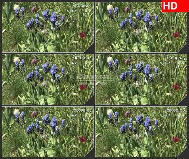 BG2701蓝色的花春天绿草风中摇动高清led大屏视频背景素材