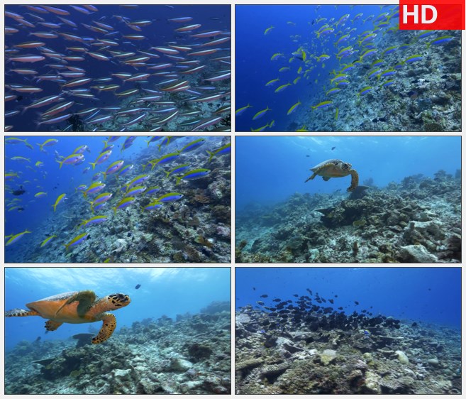 ZY1310海底礁石鱼群海龟高清实拍视频素材
