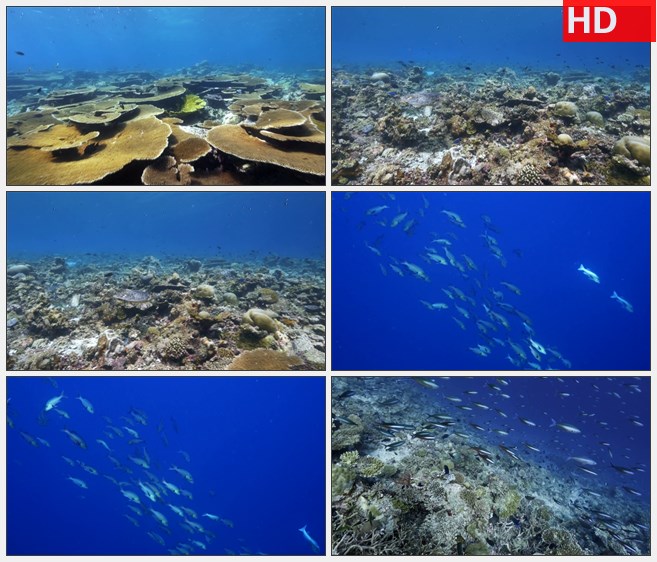 ZY1311海底珊瑚礁礁石小鱼群高清实拍视频素材