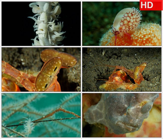 ZY1312海底生物小虾小螃蟹小丑鱼高清实拍视频素材