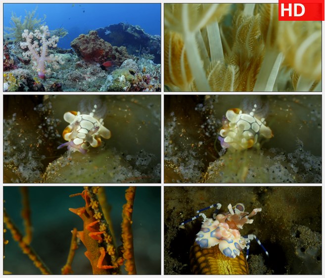 ZY1313海底世界缤纷软体珊瑚海底生物还蜗牛海虾高清实拍视频素材