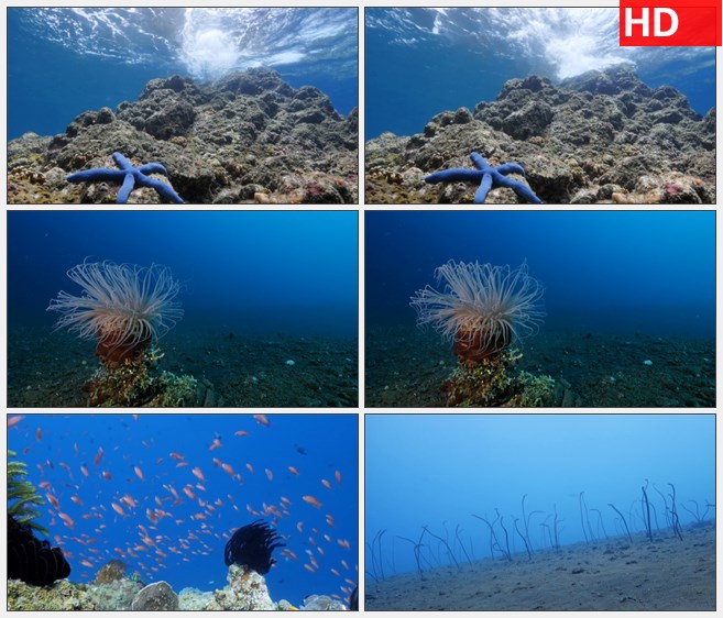 ZY1314海底世界蓝色海星透明海葵小鱼水草高清实拍视频素材