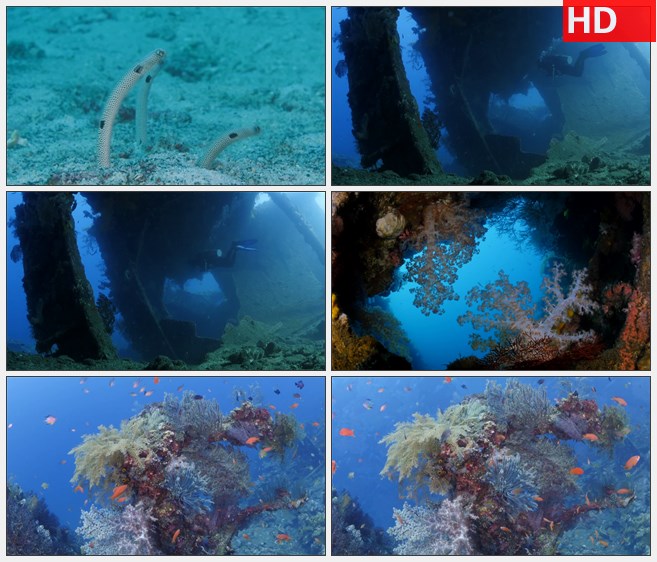 ZY1317海底世界珊瑚礁石鱼群高清实拍视频素材