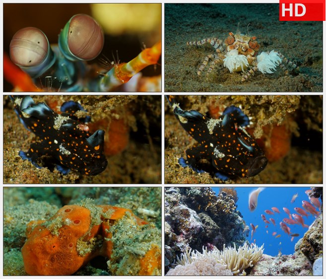ZY1318海底世界小鱼螃蟹鱼群高清实拍视频素材