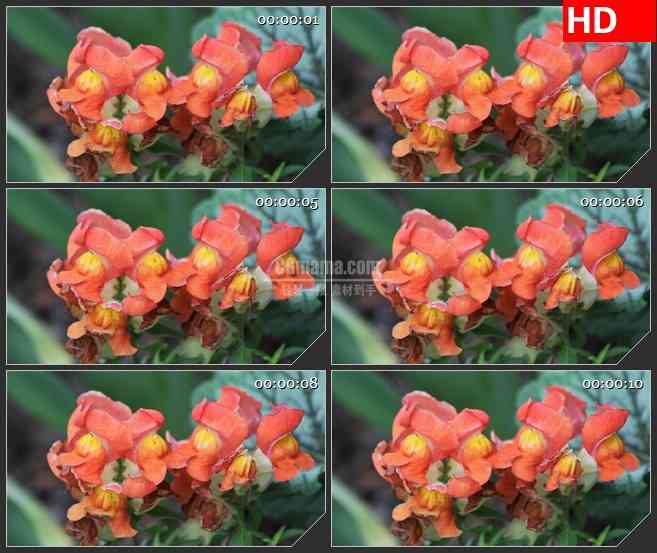 BG2736密苏里橙红色花朵盛开高清led大屏视频背景素材
