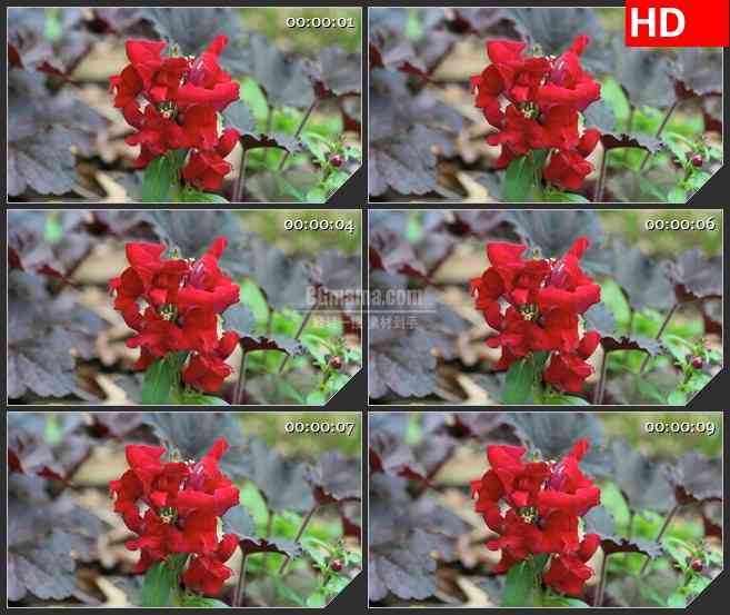 BG2737密苏里深红色花朵盛开高清led大屏视频背景素材