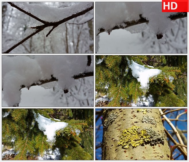 ZY1366马眼中的冬天春天来了冰雪融化树上的雪高清实拍视频素材