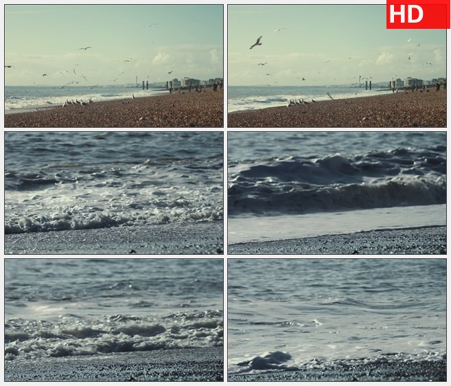 ZY1386沙滩海滩海鸥浪花特写高清实拍视频素材
