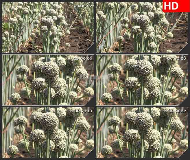 BG2743棉花球的花风中摇动镜头放大高清led大屏视频背景素材