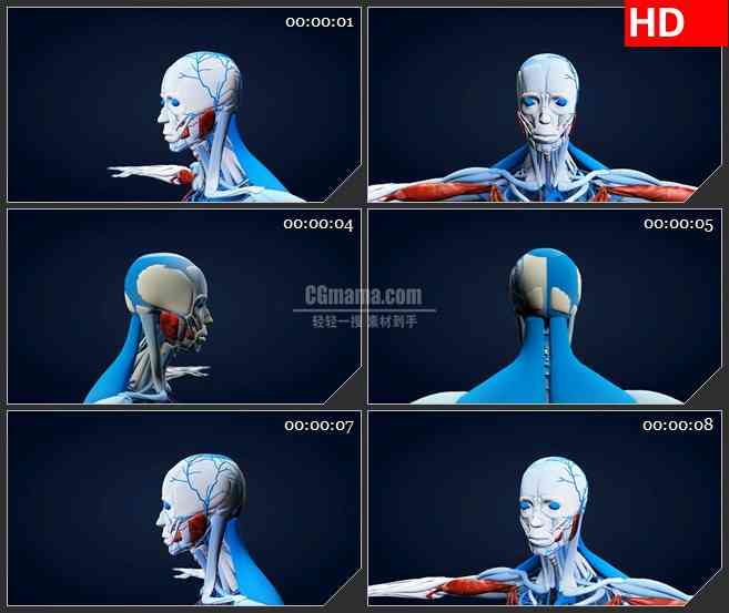 BG2773三维人体解剖模型旋转肩膀高清led大屏视频背景素材