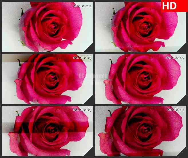 BG2775扫描粉红色玫瑰盛开镜头放大高清led大屏视频背景素材
